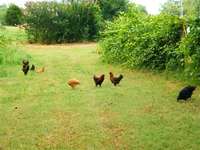 Chickens_free-ranging_-_downsized