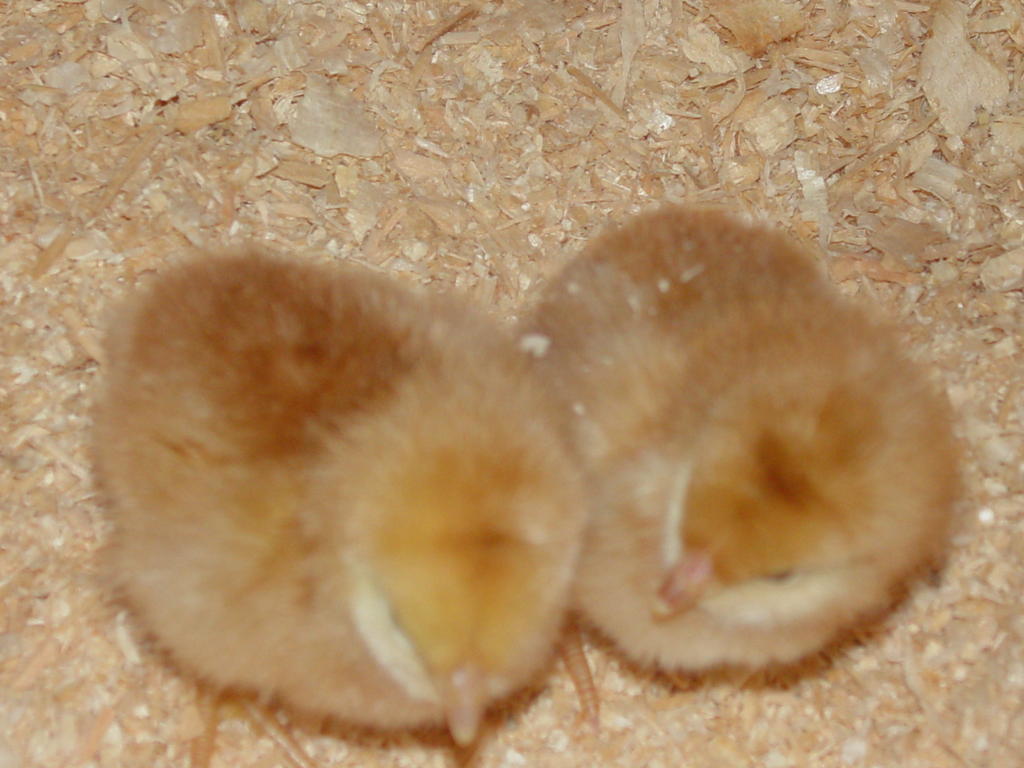 2008_may_the_chicks_are_here_011
