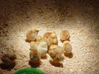 2008_may__the_chicks_are_here_009
