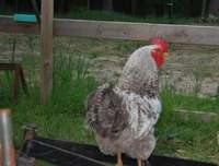 Rock_rooster